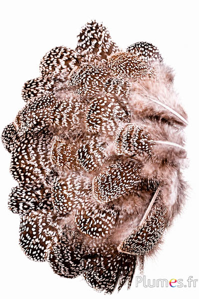 Grauer Pfaufasan - 5-8 cm - braun-weiss natur